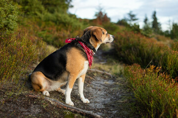 beagle dog on a hike in the mountains