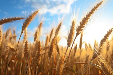 Fototapeta premium close-up shot of golden wheat ears in bright sunlight