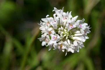 ネオベンタミア・グラキリス