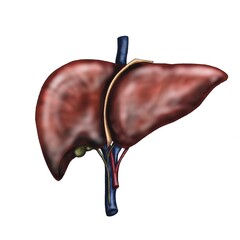 Foie v&eacute;sicule biliaire art&egrave;re veine 