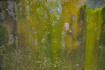 Fungi Green Moss Texture abstract background concrete wall. Rusty, Grungy, Gritty Vintage Background