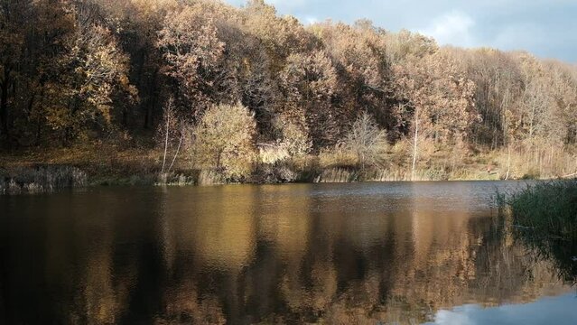 Duck flying over a lake in the autumn forest