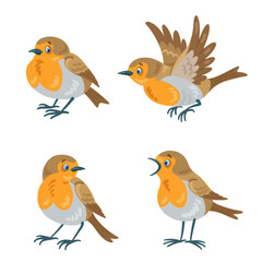 Set of four red robin birds in  various poses. In cartoon style. Isolated on white background. Vector flat illustration.
