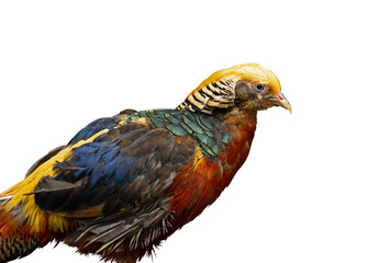 Close-up of Golden Pheasant. This bird is male. It is a bird with a golden crest. Transparent background PNG file.