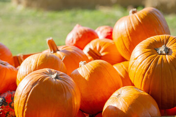 orange pumpkins on farm in sunny autumn day