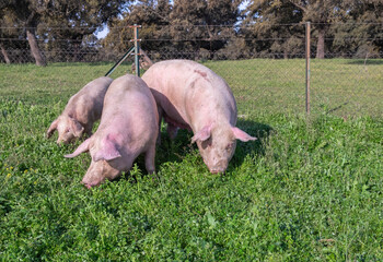 Three female white porks or sows for raising piglets feeding on green grass in the meadow.