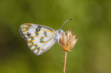 white butterfly on dry grass, Desert White, Pontia glauconome