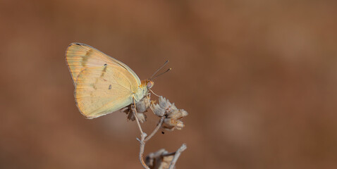 large salmon colored butterfly, Large Salmon Arab, Colotis fausta
