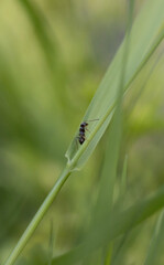fly on leaf