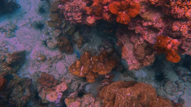 Snorkling snorkel in Phi Phi Island Corel reef teaming with reef fish of various colours. Phuket Thailand teaming with reef fish of various colours. vibrant and colourful Corel reef