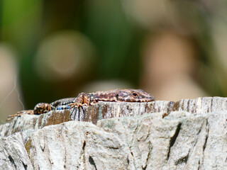 dragonfly on a branch