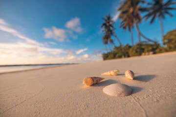 Soft sunrise sunlight closeup seashells on clear sand blur defocus palm trees calm sea idyllic sky. Tropical travel paradise, summer landscape. Best beach shells idyllic meditation inspire calm coast