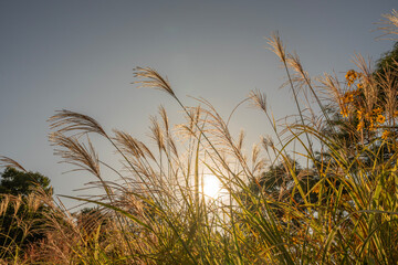 Fototapeta premium 가을 하늘 아래 햇빛을 받은 억새