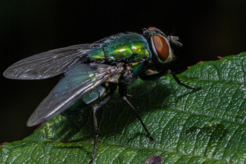 fly on leaf
