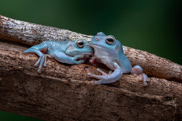 The Blue Dumpy Tree Frog (Litoria caerulea) is a species of tree frog native to Australia and New Guinea. 