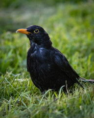 blackbird on the grass