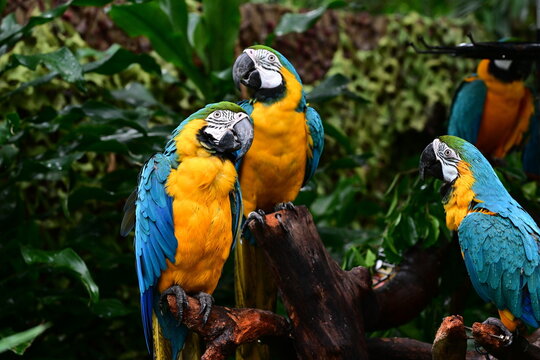 
Parrots having a meeting