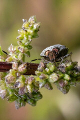beetle on a flower