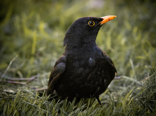 blackbird in the grass