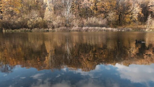 Swimming duck in a lake with reflection of blue sky and autumn foliage