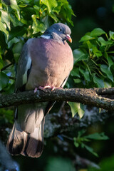 pigeon on a branch