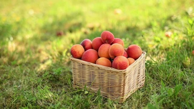 Female farmer with placing picked ripe organic apricot fruit into basket in cultivated orchard, closeup of hand putting harvested fruit in wicker basket