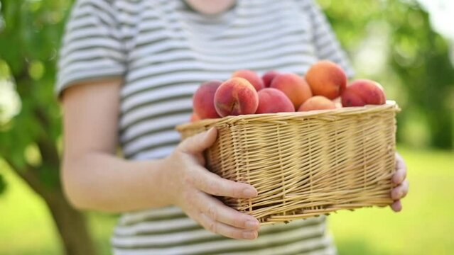 Woman holding a brown wicker basket with freshly picked ripe organic apricot fruit in orchard