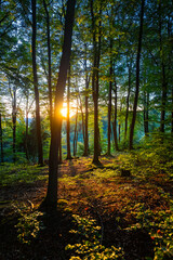 Beech forest (Fagus) in Sauerland (Germany) at sunset in fall season. Idyllic warm autumn atmosphere with tall tree trunks, dry brownish leaves and foliage in scenery in vibrant evening twilight.