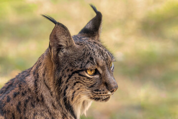 close-up of an iberian lynx