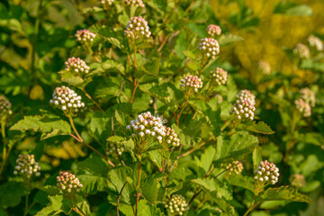 Luxuriantly blooming viburnum physocarpus varieties