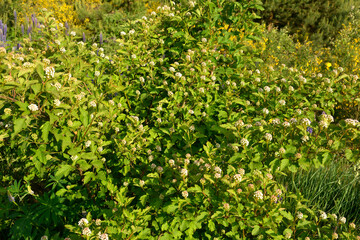 Luxuriantly blooming viburnum physocarpus varieties