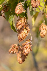 Wild dry hops growing on a branch in autumn.