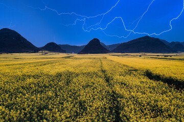 Yunnan volare screw rape field