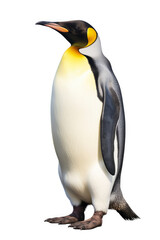 Obraz premium illustration of emperor penguin isolated on white background