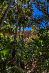Livistona palms, Zebedee Springs, El Questro, West Australia, Australia