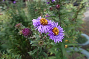 Fototapeta premium Closeup of two purple flowers of Symphyotrichum novae-angliae in September