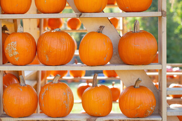 orange pumpkins on farm in sunny autumn day
