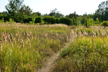 Obraz premium footpath on the grassy field going to the forest in sunset copy space 