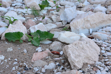 group of stones with green plants on the ground wallpaper 