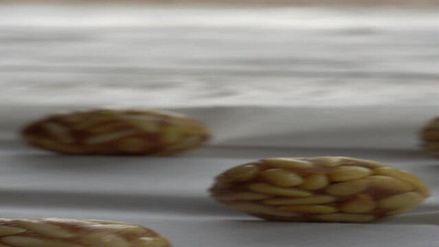 Preparation of panellets of raw pine nuts prepared for baking. Typical snack eaten on the feast of All Saints in Catalonia. 