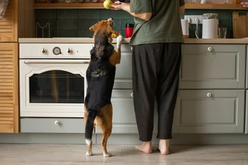 Fotobehang young woman with a beagle dog in the kitchen © Victoriya Bulyha