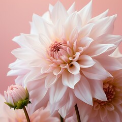 Soft focus macro abstract art background with lovely flowers. White dahlia flowers in the wild against a pink background