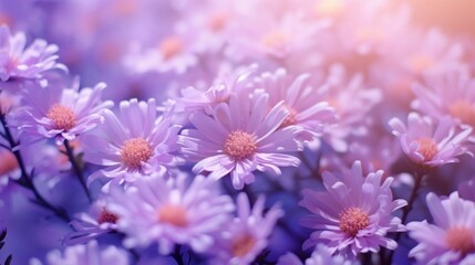 Soft focus macro abstract art background with lovely flowers. Asters in the wild with pink and purple blossoms against a violet backdrop.