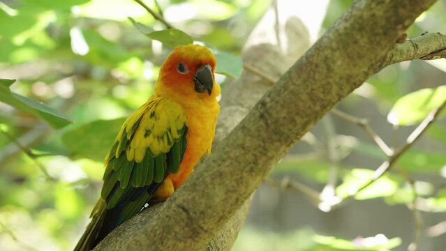 cute Yellow sun conure bird perched on the tree branch inside large aviary dome in the bird park. beautiful bird.