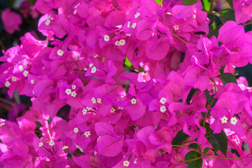 pink tropical flowers as background 2