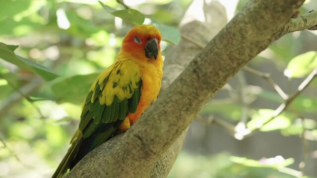 cute Yellow sun conure bird perched on the tree branch inside large aviary dome in the bird park. beautiful bird.