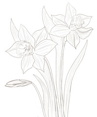 daffodil flower sketch