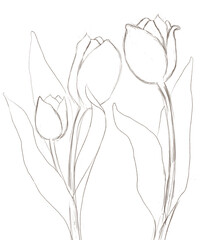 tulip flower sketch - obrazy, fototapety, plakaty
