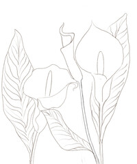 calla lily flower sketch
