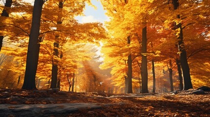 An autumnal forest ablaze with the red, orange, and yellow hues of fall foliage, bathed in soft, golden light.
